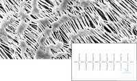 11807--47 ------   N Sartorius Polytetrafluorethylene (PTFE) 47  |  ( ) ... 11807--47------N