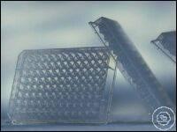 Greiner Bio-One MICROPLATE, 96 WELL, PP, U-BOTTOM, , 10 . /  650204