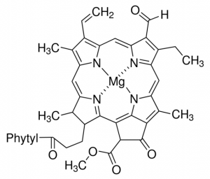 Chlorophyll b 