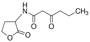N-(-Ketocaproyl)-DL-homoserine lactone 