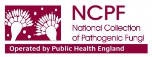 Saccharomyces cerevisiae NCPF 3191 Lenticule discs 