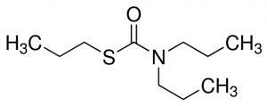 Vernolat 