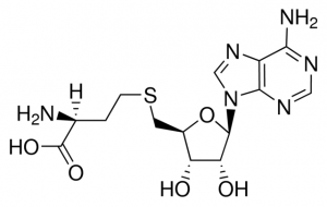 S-Adenosyl-L-homocysteine 1012112-50MG