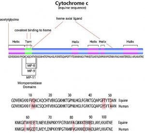 ProteoMass Cytochrome c MALDI-MS Standard 
