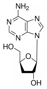 Cordycepin PHL82505-10MG