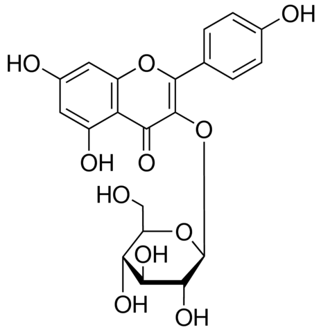 Kaempferol 3-glucoside 4500585-10MG