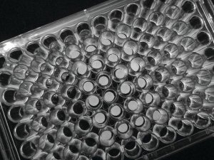 3D Biotek 3D Insert PCL scaffold Z724416-6EA