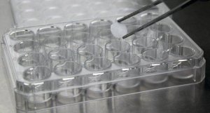 Cellusponge Z741054-96EA
