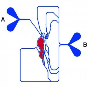 SynVivo Transepithelial/endothelial Electrical Resistance configuration SynBBB 3D blood brain barrier model assay kit VIV402003-1EA