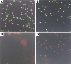 Annexin V-Cy3 Apoptosis Detection Kit 