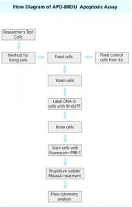 Flow Cytometry Kit for Apoptosis APOBRDU-1KT