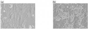 PREADIPOCYTE ISOLATION KIT PRI001-1KT