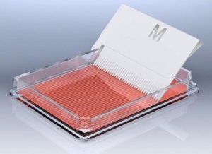 Cell Comb Scratch Assay 17-10191