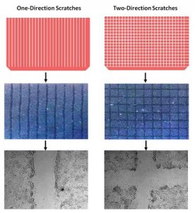 Cell Comb Scratch Assay 17-10191