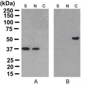 ProteoExtract Cytoskeleton Enrichment and Isolation Kit 17-10195