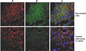 ProteoExtract Native Cytoskeleton Enrichment 17-10210