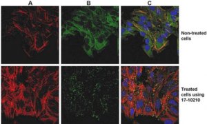 ProteoExtract Native Cytoskeleton Enrichment 17-10210