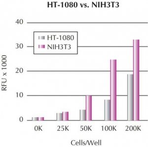 QCM Chemotaxis Cell Migration Assay, 24-well (8 m), fluorimetric ECM509