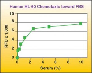 QCM Chemotaxis Cell Migration Assay, 96-well (3 m), fluorimetric ECM515