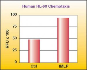 QCM Chemotaxis Cell Migration Assay, 96-well (3 m), fluorimetric ECM515