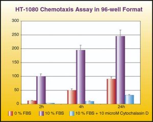 QCM Chemotaxis Cell Migration Assay, 96-well (8 m), fluorimetric ECM510