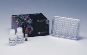QCM Chemotaxis Cell Migration Assay, 96-well (8 m), fluorimetric ECM510