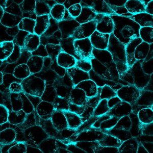 BioTracker 400 Blue Cytoplasmic Membrane Dye SCT109