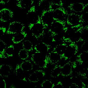 BioTracker 488 Green Lipid Droplet Dye SCT144