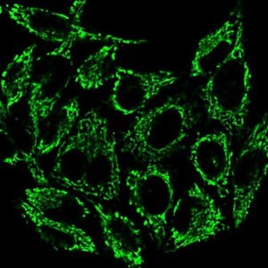 BioTracker 488 Green Mitochondria Dye SCT136