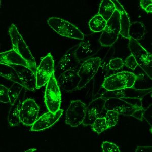 BioTracker 490 Green Cytoplasmic Membrane Dye SCT106