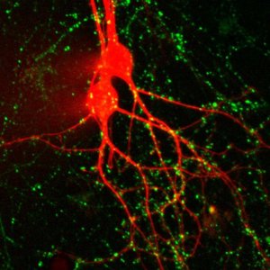 BioTracker 510 Green C4(FM1-43) Synaptic Dye SCT126