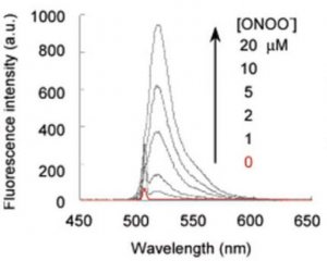 BioTracker 515 Green ONOO- Dye SCT035
