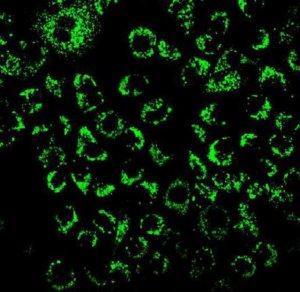 BioTracker 520 Green Hypoxia Dye SCT033