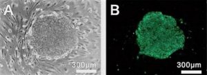 BioTracker 529 Green Pluripotent Stem Cell Dye SCT029