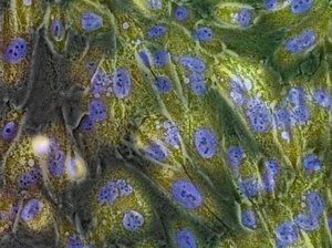 BioTracker 543 Yellow -Gal Dye SCT024