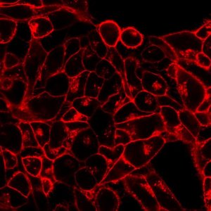 BioTracker 555 Orange Cytoplasmic Membrane Dye SCT107
