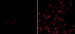 BioTracker 555 UV-Excitation Red Lysosome Dye SCT140