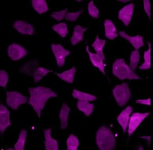 BioTracker 609 Red Ca2+ AM Dye SCT021