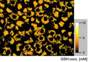 BioTracker 625 Red GSH Dye SCT036