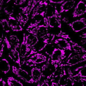 BioTracker 633 Red Mitochondria Dye SCT137