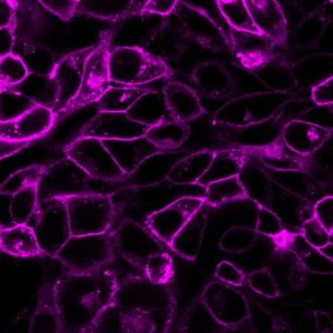 BioTracker 655 Red Cytoplasmic Membrane Dye SCT108