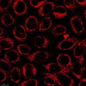 BioTracker ATP-Red Live Cell Dye SCT045