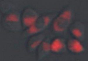 BioTracker CyP AP Live Cell Dye SCT046