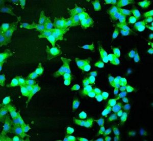 BioTracker Cystine-FITC Live Cell Dye SCT047