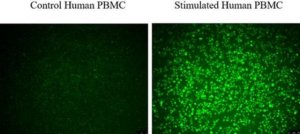 BioTracker Cystine-FITC Live Cell Dye SCT047
