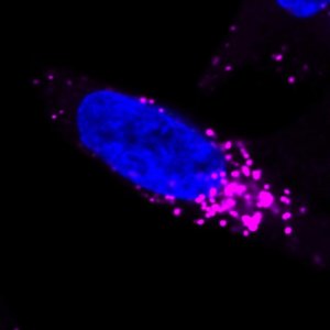 BioTracker NIR633 Lysosome Dye SCT138