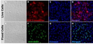 BioTracker NTP-Transporter Molecule SCT064