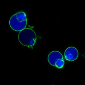 BioTracker NucView 405 Blue Caspase-3 Dye (PBS) SCT104