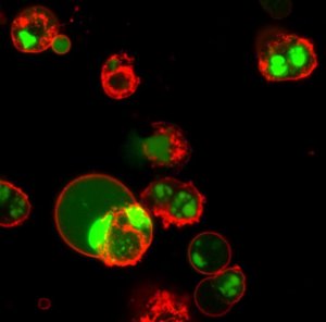 BioTracker NucView 488 Green Caspase-3 Dye (PBS) SCT101