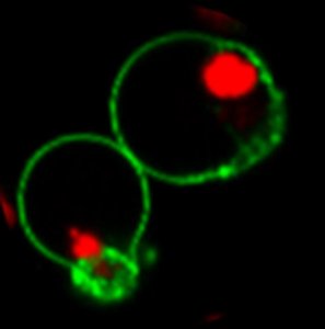 BioTracker NucView 530 Red Caspase-3 Dye (PBS) SCT105